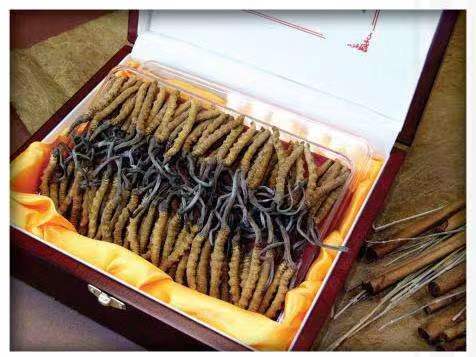 文县冬虫夏草回收